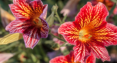 Salpiglossis