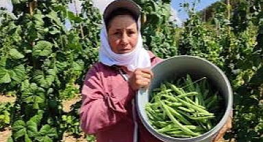 Yüksek kalitede Fasulye Nasıl Yetiştirilir: Dikim ve Bakım İpuçları