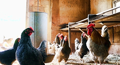 Yumurtlayan tavukların sağlığı sorunları