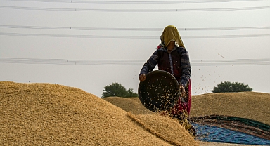 Arpa, buğday da dahil olmak üzere dekara 317,2 lira ödenecek