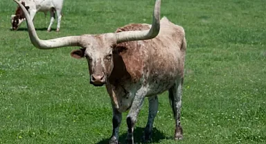 Bunlar gerçekten inek mi! sıradışı inekler şaşırtıyor