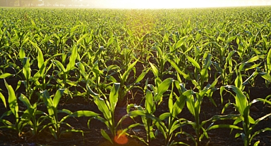 Çiftçilerin ekimden önce 4 inç derinliğindeki toprak sıcaklığını bilmeleri neden önemlidir?