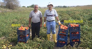 Denemeler başarılı oldu tarımsal üründe yüzde kırk verim artışı sağlandı