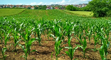 Tarım ve hayvancılıkta hibe miktarı açıklandı
