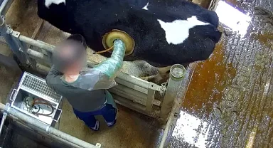 Bu adam bu ineğe ne yapıyor? Tartışma yarattı