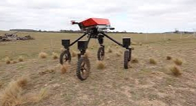 Bu robot inek canlı inekleri yeşil otlaklara götürüyor