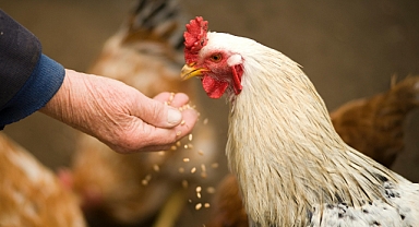 Bu yem tavukları yumurta bankası yapıyor