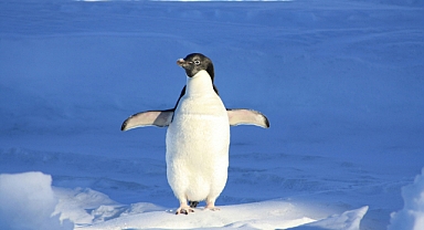 Dünya bu penguenin destansı yolculuğunu konuşuyor