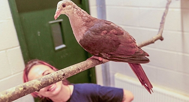 Dünyada 10 tane kalan pembe güvercin için umut doğdu