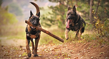 Kanıtlandı! köpekler ve insanlar 12 bin yıl önce...