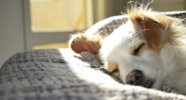 Mahsur kalan köpek bir parça tavuk etiyle kurtarıldı