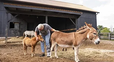 Minyatür İnekler, Keçiler ve Eşekler Popülerlik Kazanıyor