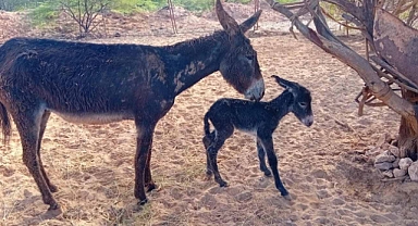 Ölümden dönen eşek sıpa doğurdu