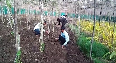 Tarımda yeni gelir kapısı! SİYAH PATATES