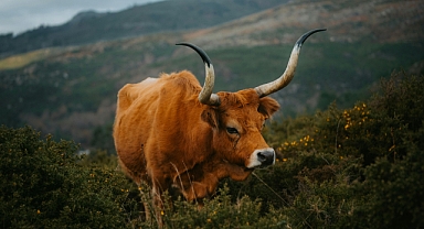 Tüm Sığrların atası yaban öküz yeniden mi?