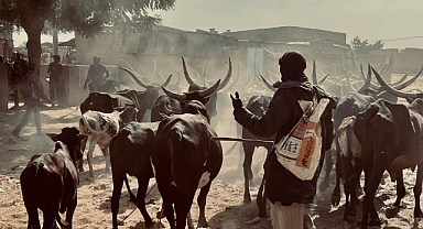 Yak'tan Ata: İnsanların İnek Dışında Tükettiği 10 Hayvan Sütü