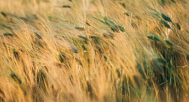 Arpa ve Tritikale Fiyatları