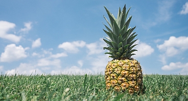 Bir ananas yetiştirmek meğer yıllarca sürermiş
