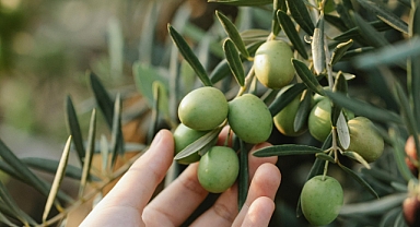 Bir zeytin ağacı en verimli ürününü kaç yaşında veriri?