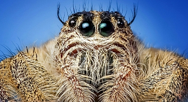 Bitkilerin Zombiye Dönüştürülebileceğini Biliyor Muydunuz?
