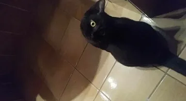 Kimileri kuş kimileri kedi diyor! Sizce ne?