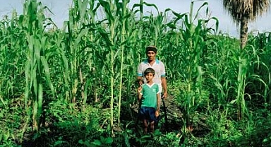 Milpa ve Maya Orman Bahçeleri: Geleneksel Tarımsal Ormancılığın Doğaya Verdiği Dönüşüm