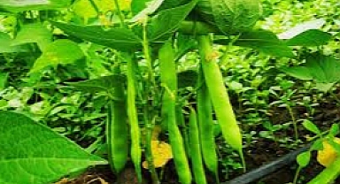SON DAKİKA! Fasulye üreticilerinin alacağı para miktarları