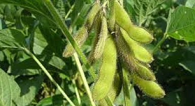 SON DAKİKA! silajlık soya ekenlerin alacağı paralar kalem kalem