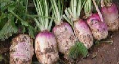 SON DAKİKA! Yem şalgamı üretenlerin alacağı para miktarları