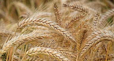 TİGEM Makarnalık Buğday tohumluğu Fiyatları ve Çeşitleri