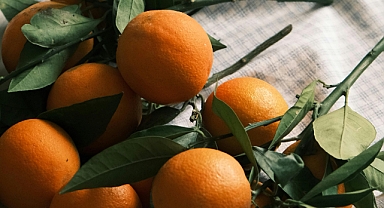 Turunçgillerin sararması paniği yaşanıyor! sararmasa ne olur?