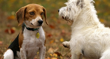 Zorda kalırsanız hangi hayvan bekçi köpeği gibi olabilir