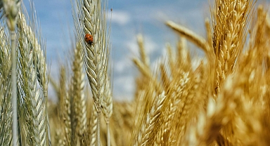 04 Şubat 2025 - Buğday Fiyatlarında Son Durum