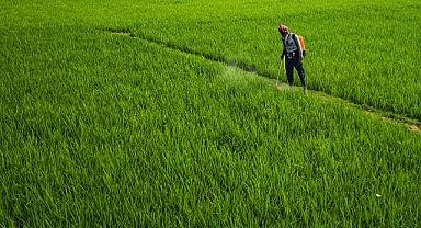 07 Şubat 2025 Tarihli Salon Satış Fiyatları: Tahıl ve Bakliyat