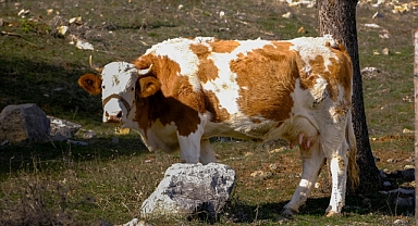 1 Çuval yem Kaç TL 2025? Yem fiyatları ne kadar? 50 kilo yem ne kadar? 30 kg süt veren inek ne kadar yem yer? Süt yemi kaç TL?