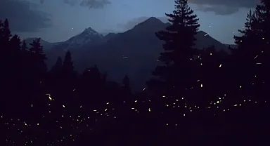 Bir Ateş Böceği Koruma Alanı Nasıl Oluşturulur?