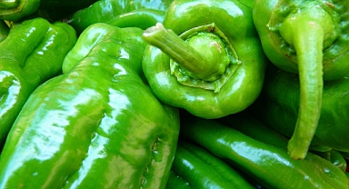 Dolma, Cin, Çarli, Kapya, Sivri ve Üçburun Biberin Kilosu Kaç TL?