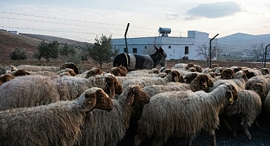 Hayvancılık yapanlara nakit ödeme için icmal listeleri yayınlandı