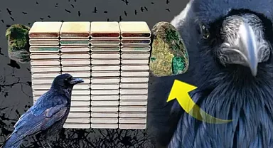Öğrencilerin Keşfi: Kargaların Getirdiği Cisim Göktaşı Çıktı!