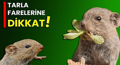 Tarım Müdürlüğü açıkladı! Tarla Faresine karşı zehirli yem satışta