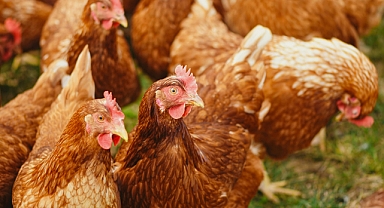 Tavukçuluk ve Kanatlı Hayvancılık Yapan Üreticilere Müjde! Ziraat Bankası’ndan Düşük Faizli Kredi Fırsatı