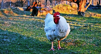 Tavukların dinozorların yaşayan torunları olduğunu biliyor muydunuz?