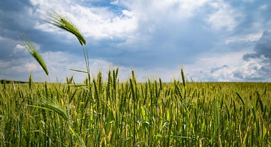 Buğday, arpa primleri hububat destekleri için flaş paylaşım geldi!