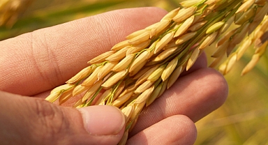Çiftçiye Müjde! 4 Farklı Tarımsal Destekleme İçin Askı Listeleri Yayımlandı