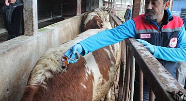 Düzce'de Büyükbaş Hayvanlar İçin Şap Aşısı Seferberliği Başladı: 55 Bin 810 Hayvan Aşılanacak