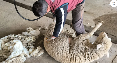 Edirne'de Koyun Kırkım Eğitimi ile Üreticilere Destek: Verimlilik ve Kalite Artışı Hedefleniyor