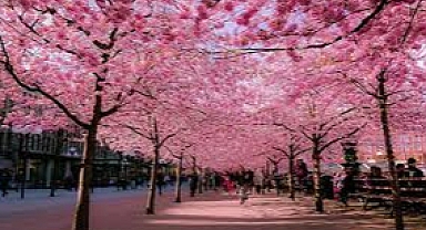İzmir'de Japon Sakura Esintisi Başladı: Wabi Sabi Sergisiyle Kültür Köprüsü Kuruluyor