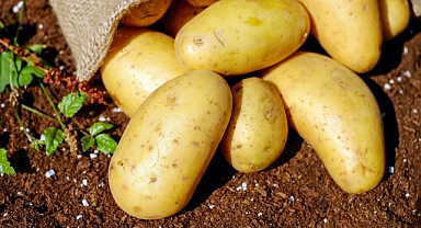 Son Dakika! Patates üreticilerine ödeme yapılacak!