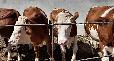 Uzman Eller Projesi ile Gerçekleşen Hayaller!