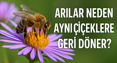 ​​​​​​​Arılar Neden Aynı Çiçeklere Geri Döner? Bilim İnsanları Şaşırtıcı Nedeni Ortaya Koydu